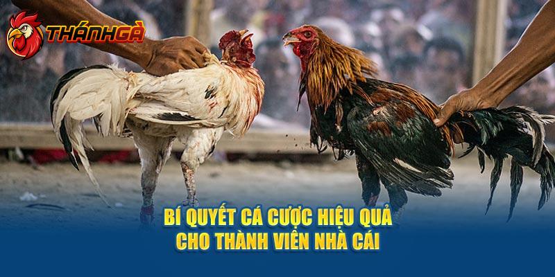 Bí quyết cá cược hiệu quả cho thành viên nhà cái