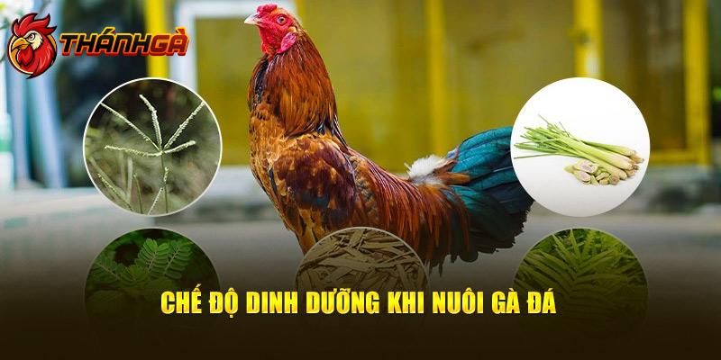 Chế độ dinh dưỡng khi nuôi gà đá lông bóng