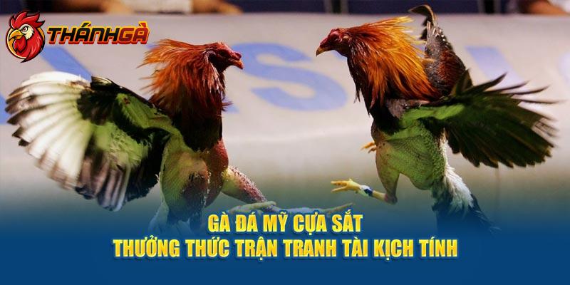 Gà Đá Mỹ Cựa Sắt - Thưởng Thức Trận Tranh Tài Kịch Tính