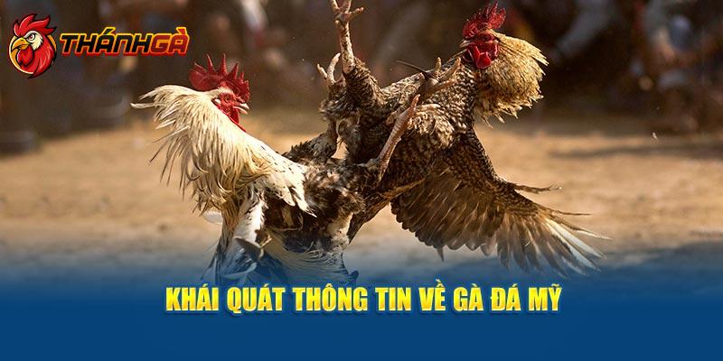 Khái quát thông tin về gà đá Mỹ tại Thánh Gà