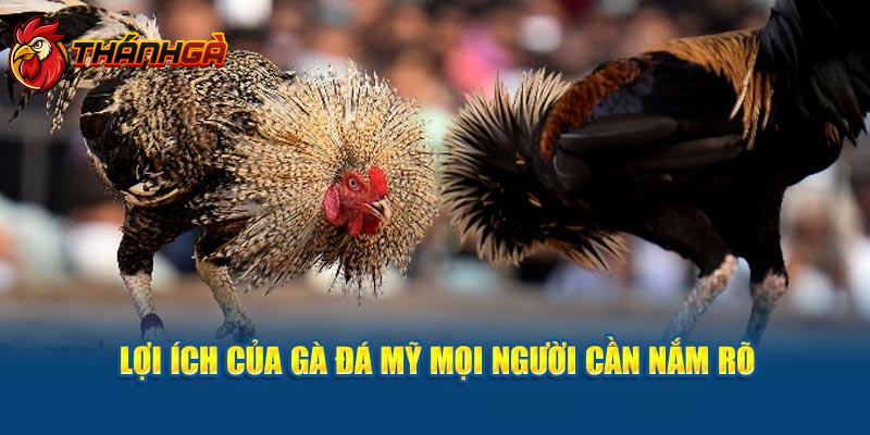 Lợi ích của gà đá Mỹ mọi người cần nắm rõ