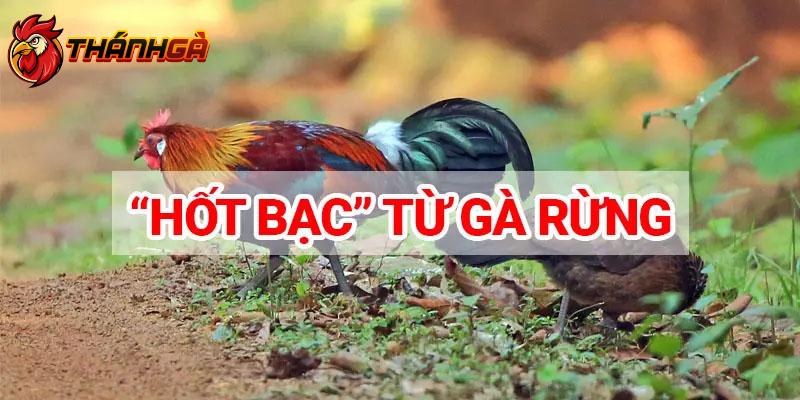 Nuôi Gà Rừng Tại Nhà - Cách Nhân Giống Hiệu Quả Chiến Kê