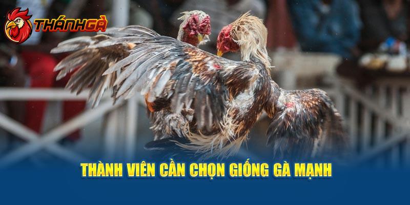 Thành viên cần chọn giống gà mạnh theo thông tin của Thánh gà