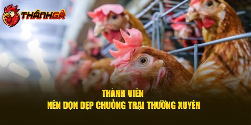 Sư kê nên dọn dẹp chuồng trại thường xuyên