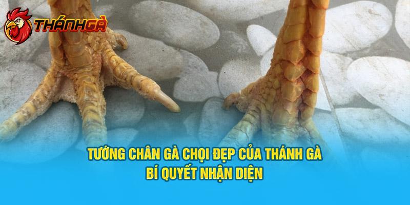 Tướng Chân Gà Chọi Đẹp Của Thánh Gà: Bí Quyết Nhận Diện